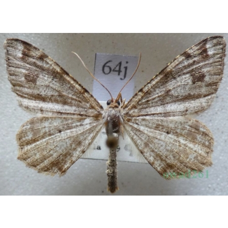 Macaria signaria (Hübner, 1809) Witalnik choiniak Czech64j